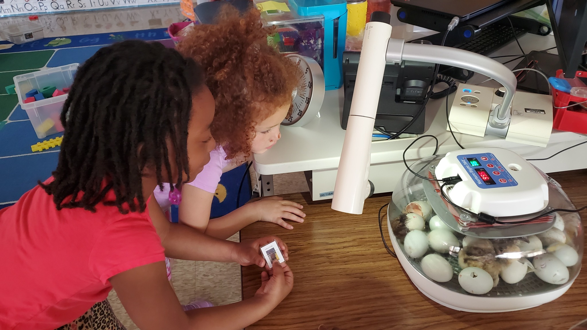 Preschool students watch eggs hatch in an incubator